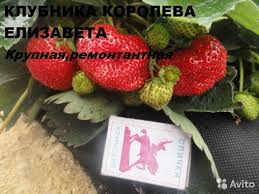 Клубника (ремонтантные сорта), 1 саж.